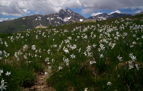 Monte Cucco dal pian del Loto (Valle Oropa): fioritura di narcisi sotto la vetta del Cucco