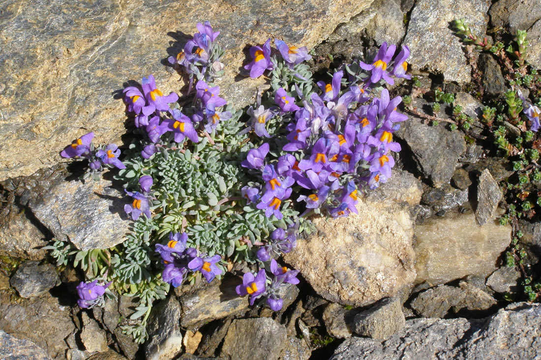 Linaiola alpina