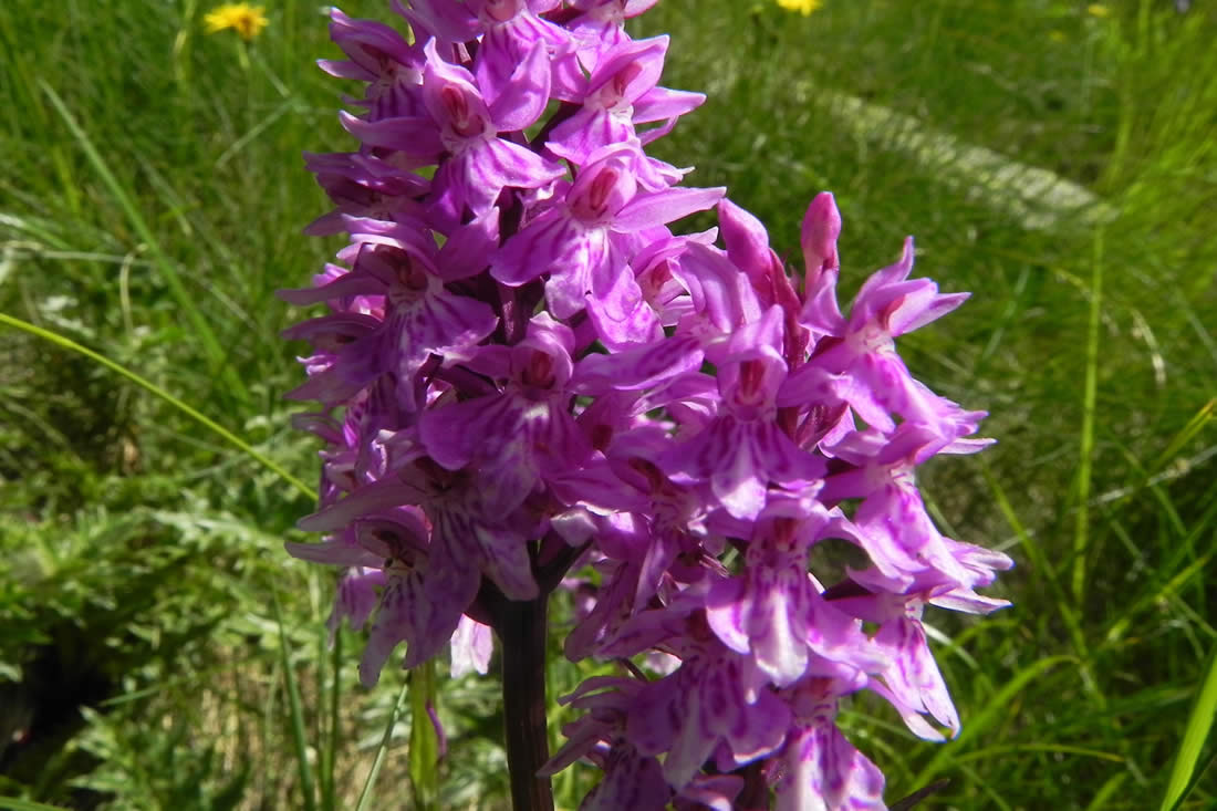 Concordia, Orchidea Dactylorhiza