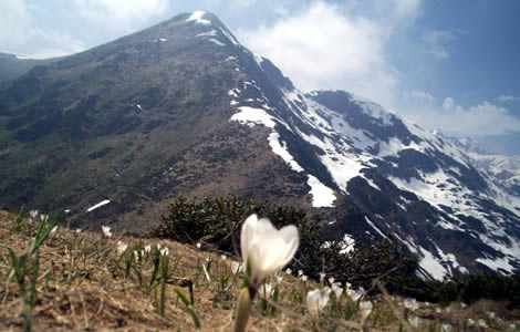 Punta Dormiolo (Val Sessera): 
fioritura di crocus
