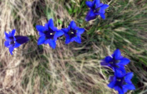 Punta Dormiolo (Val Sessera): 
genziane fiorite 