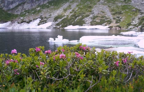 Lago della Vecchia (Valle Cervo): lago della Vecchia e fiori