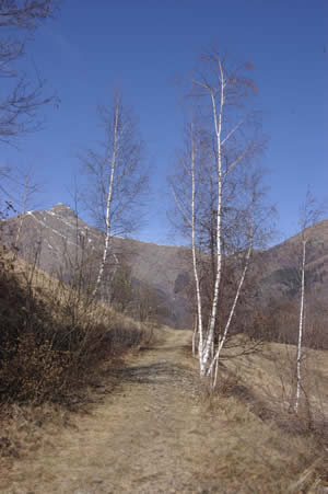 Il sentiero del ternino (Valle Oropa): il monte Tovo