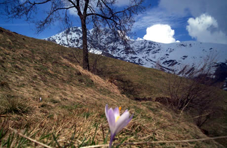 Madonna del Piumin (Valle Elvo): prime fioriture 