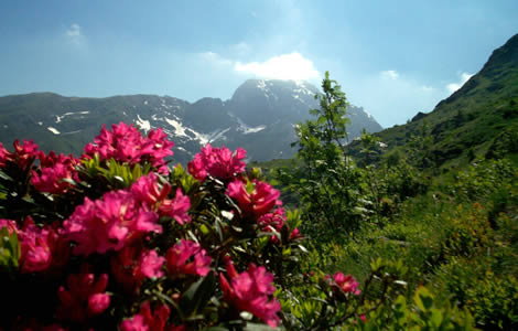 Monte Tovo (Valle Oropa): rododendri fioriti